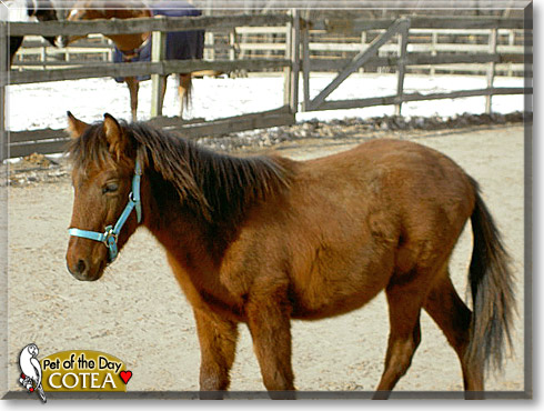 Cotea, the Pet of the Day
