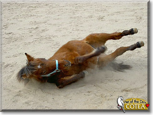 Cotea, the Pet of the Day
