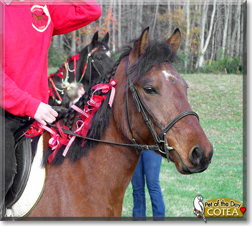 Cotea, the Pet of the Day