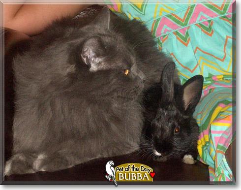 Bubba, the Pet of the Day Bubba, the Pet of the Day