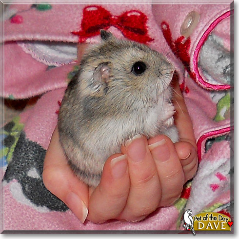 Dave, the Pet of the Day