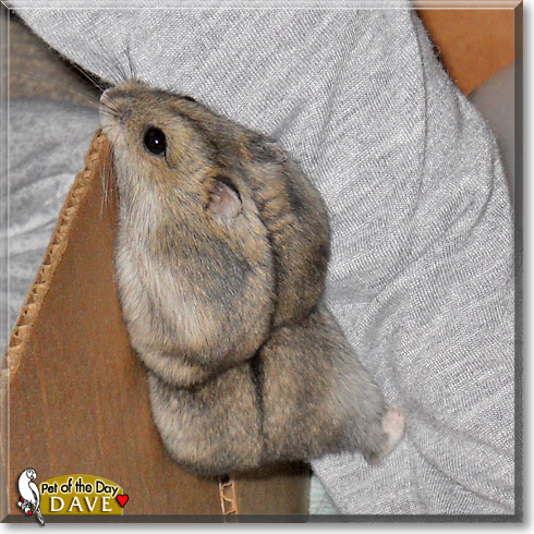 Dave, the Pet of the Day