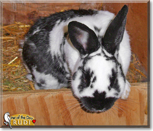 Rudi, the Pet of the Day Rudi, the Pet of the Day