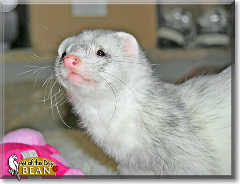 Bean, the Pet of the Day Bean, the Pet of the Day