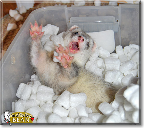 Bean, the Pet of the Day Bean, the Pet of the Day