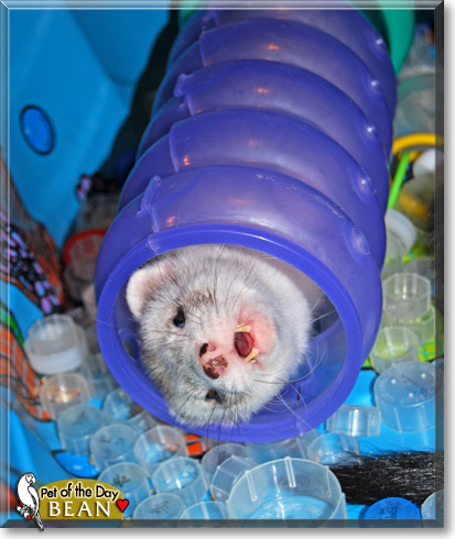 Bean, the Pet of the Day Bean, the Pet of the Day