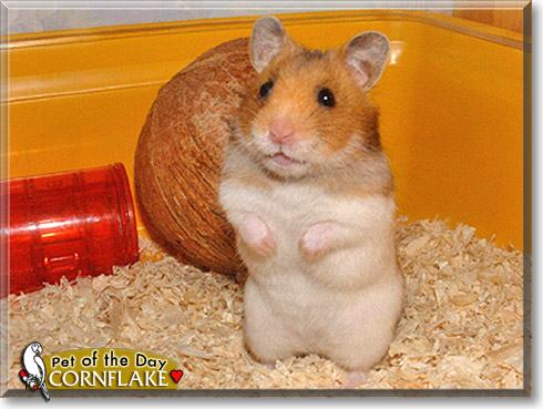 Cornflake, the Pet of the Day