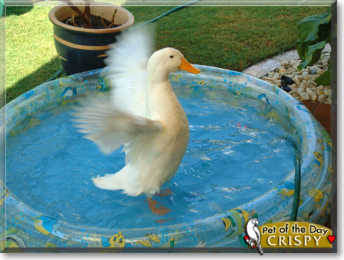 Crispy, the Pet of the Day