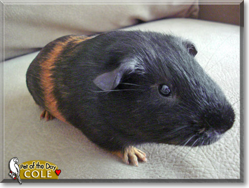 Cole, the Pet of the Day