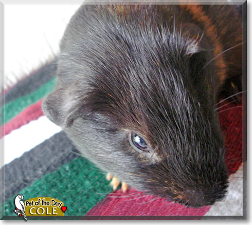 Cole, the Pet of the Day