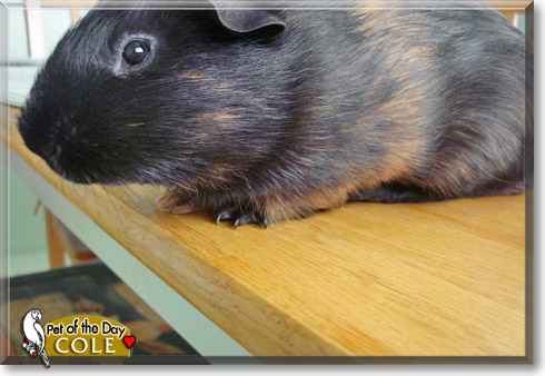 Cole, the Pet of the Day