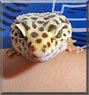 Rayqaza the Leopard Gecko