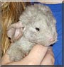 Laila the Chinchilla