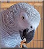 Mishka the Congo African Grey