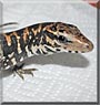 Cuddles the Tegu