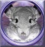 Chester the Chinchilla