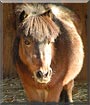 Jesse the Miniature Horse