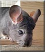 Rutherford the Chinchilla