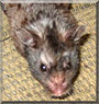 Shadow the Black Bear Hamster