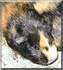 Streifi the Guinea Pig