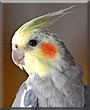 Rocky the Cockatiel