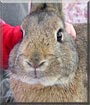 Clover the Rabbit