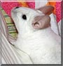 Misty the Chinchilla