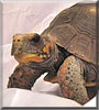 Aslan the Redfooted Tortoise