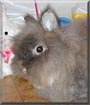 Dusty the Lionhead Rabbit