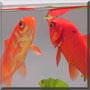 Happy, Lucky the Standard goldfish