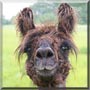 CeeCee the Llama