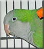 Penelope the Quaker Parakeet