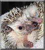 Prickles the African Pygmy Hedgehog