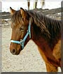 Cotea the Chincoteague Pony
