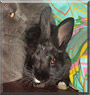 Bubba the Dwarf mix rabbit