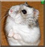 Dave the Dwarf Hamster