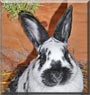 Rudi the Rabbit