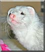 Bean the Ferret