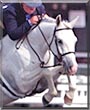 Chloe the Welsh Pony