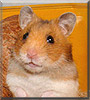 Cornflake the Golden Syrian Hamster