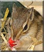 Chewbacca the Chipmunk