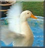 Crispy the Duck