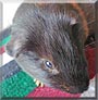 Cole the Satin Guinea Pig