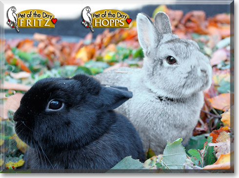 Hopps, Fritz, the Pet of the Day Hopps, Fritz, the Pet of the Day