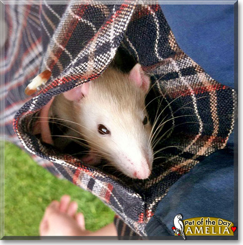 Amelia, the Pet of the Day Amelia, the Pet of the Day