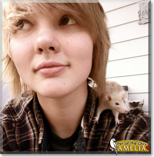 Amelia, the Pet of the Day Amelia, the Pet of the Day