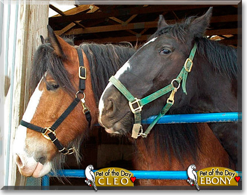 Cleo, Ebony, the Pet of the Day