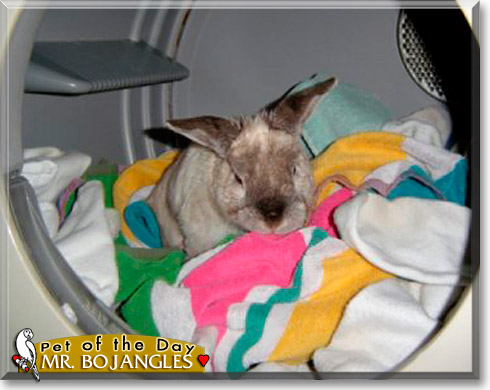 Mr. Bojangles, the Pet of the Day