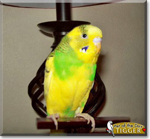 Tigger, the Pet of the Day