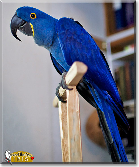 Iris, the Pet of the Day Iris, the Pet of the Day
